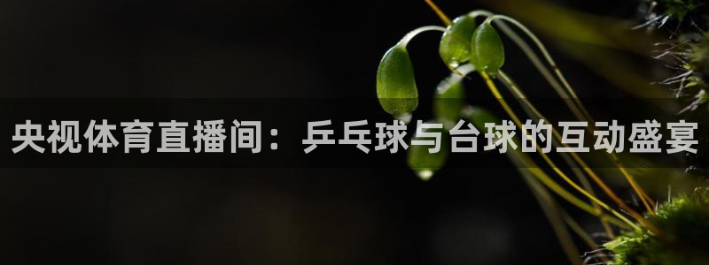 斗球在线免费观看：央视体育直播间：乒乓球与台球的互动盛宴